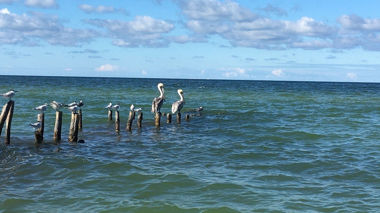 Photo of Others in Chuburna Puerto