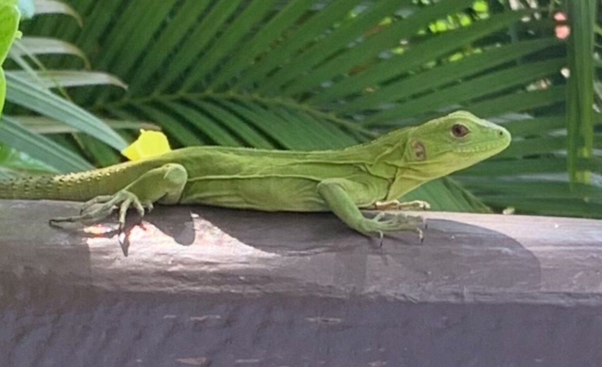 Photo of Others in La Cruz de Huanacaxtle
