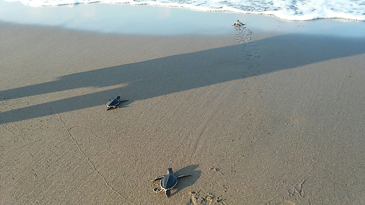 Photo of Others in Tecolutla