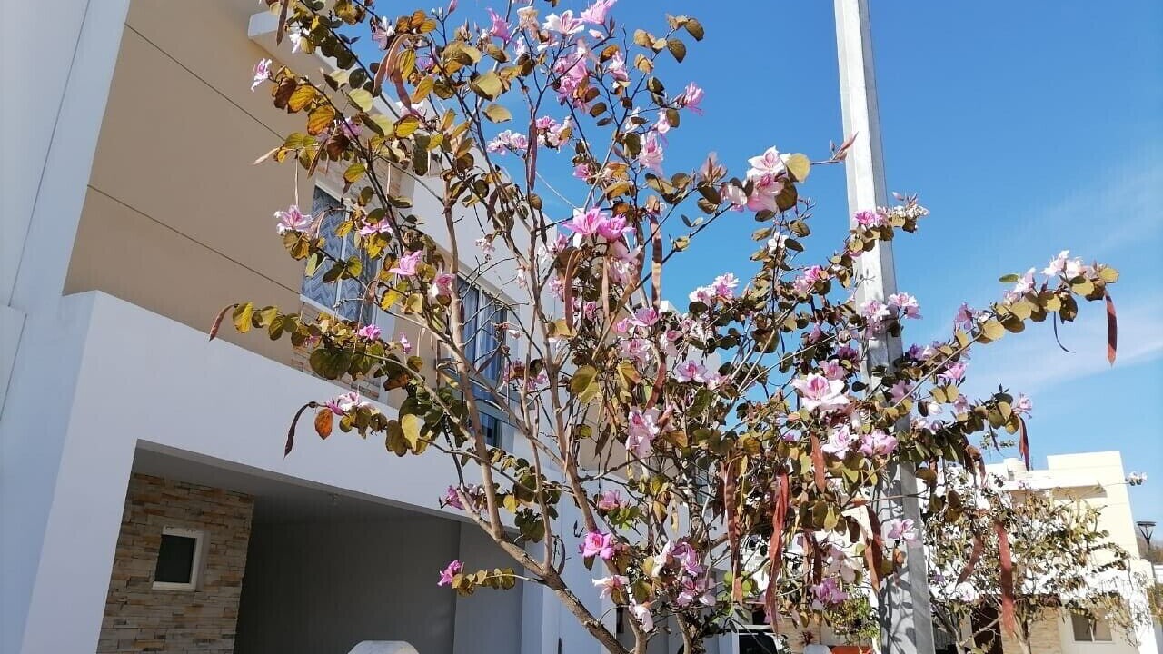 Photo of Outdoor in Cerritos