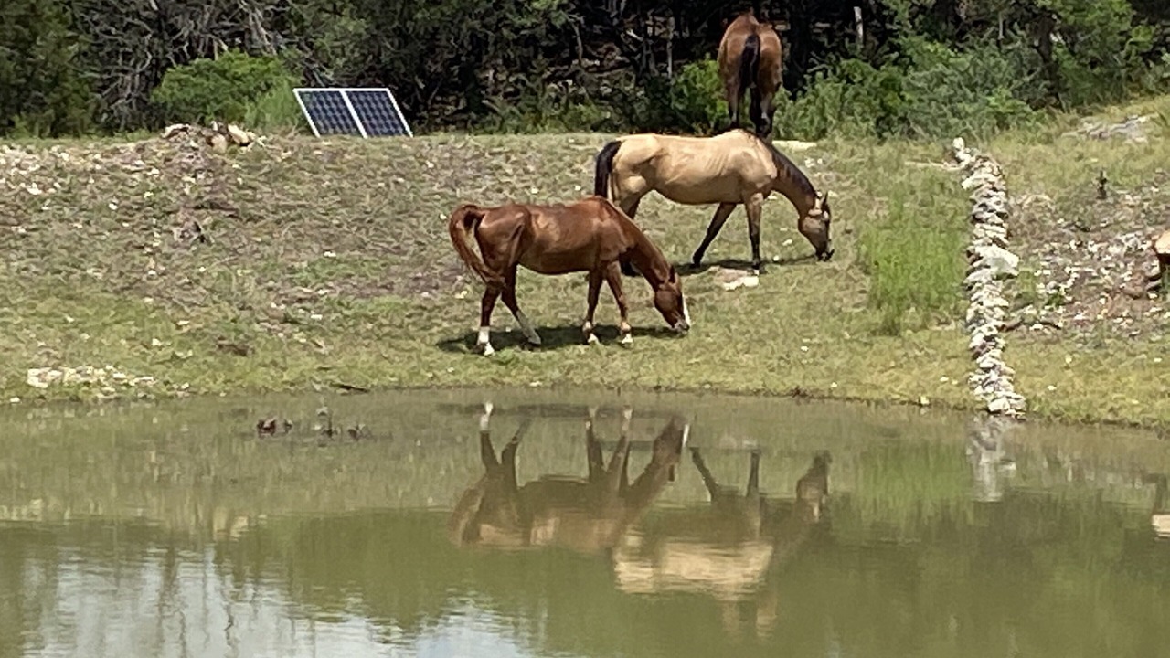 Photo of Others in Spring Branch