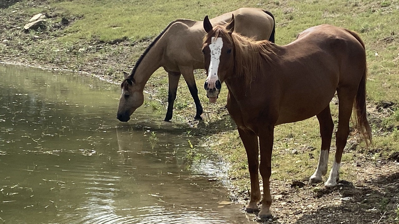 Photo of Others in Spring Branch