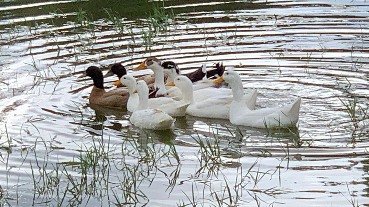 Photo of Others in Spring Branch