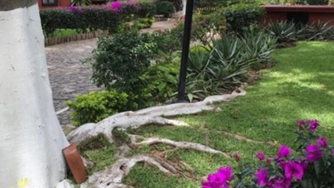 Photo of Outdoor in Reforma