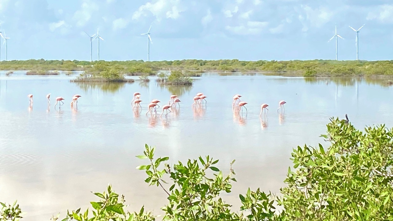 Photo of Others in Chicxulub Puerto