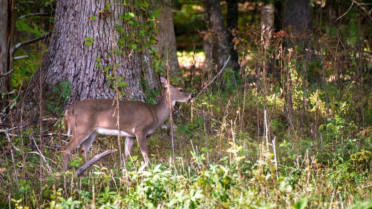 Photo of Outdoor in Wears Valley
