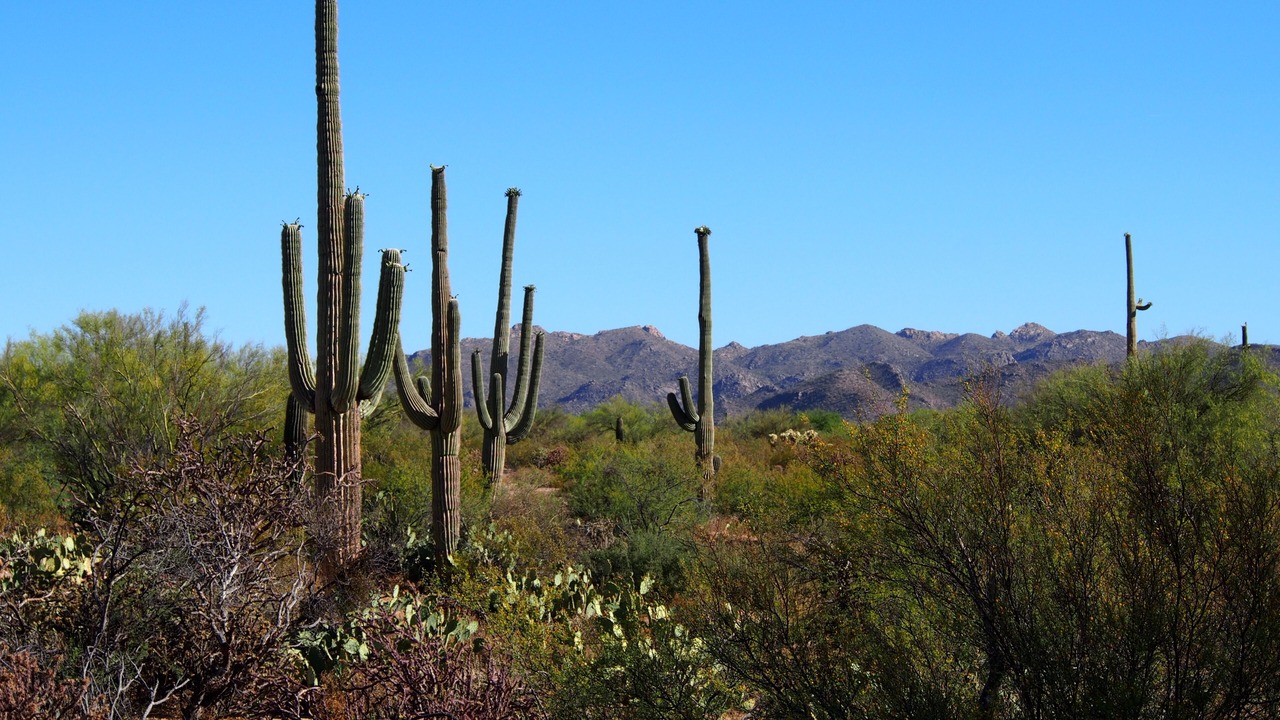 Photo of Outdoor in Dove Mountain