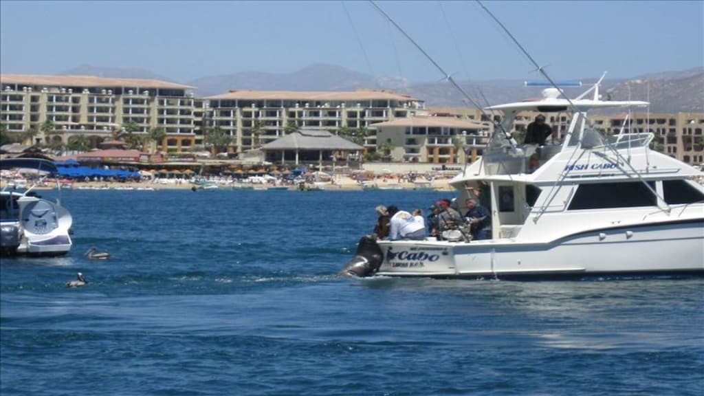 Photo of Others in El Medano Ejidal