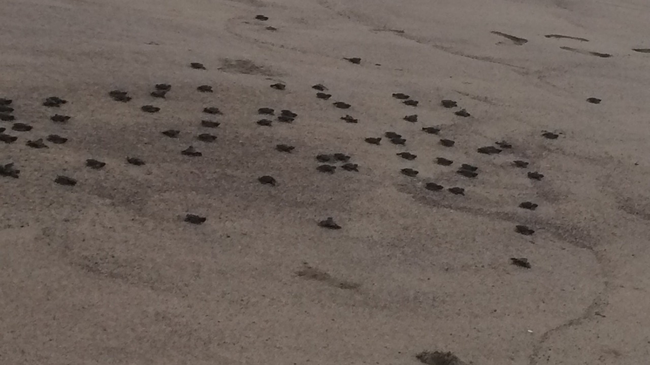 Photo of Others in Los Pescadores