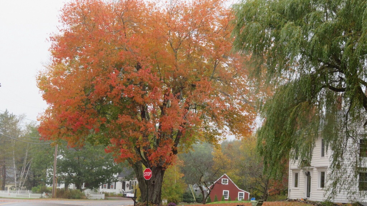 Photo of Outdoor in Tenants Harbor