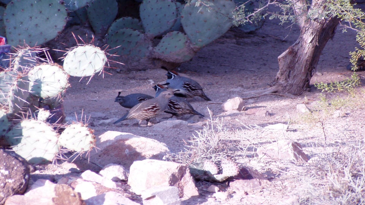 Photo of Outdoor in Starr Pass
