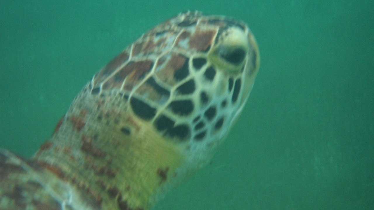 Photo of Others in Akumal