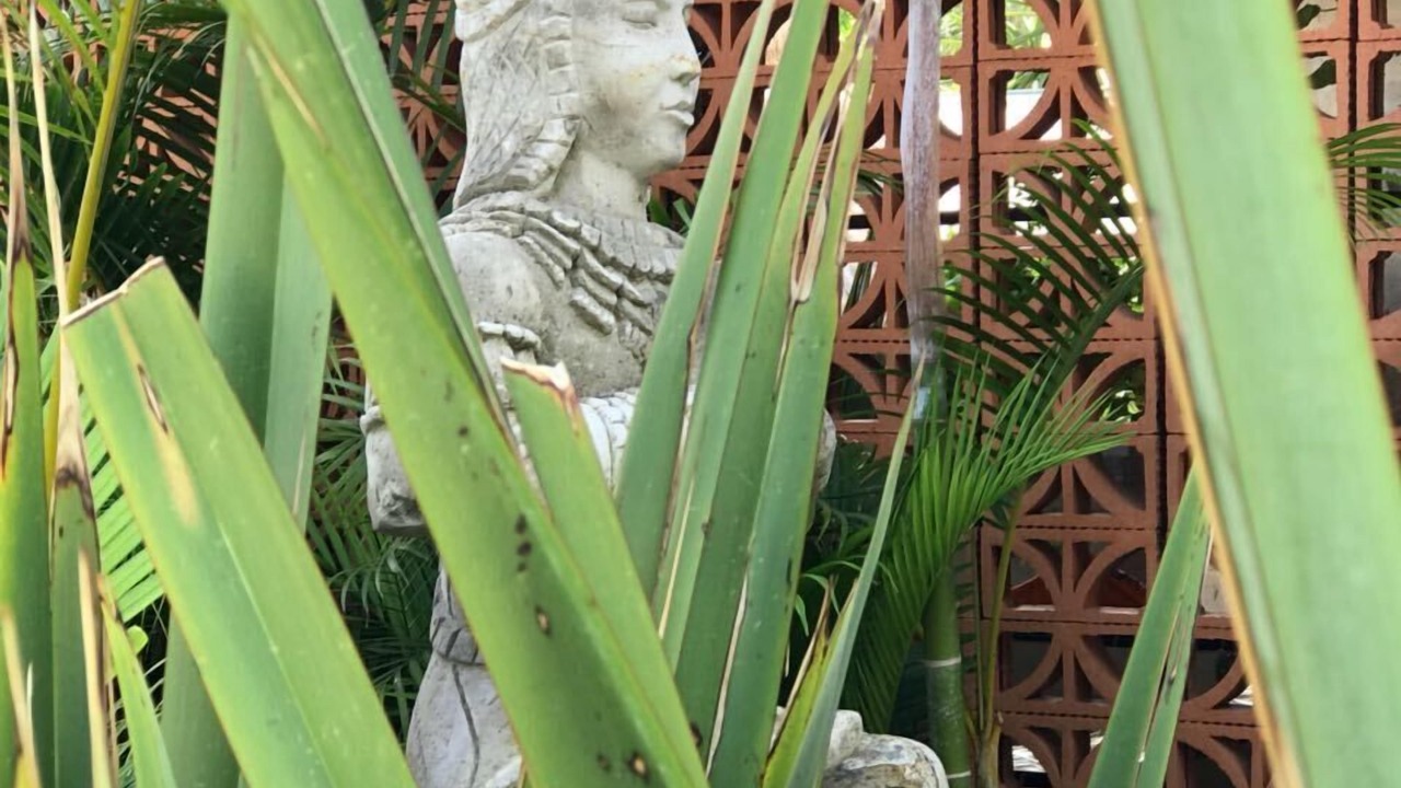 Photo of Outdoor in Ajijic