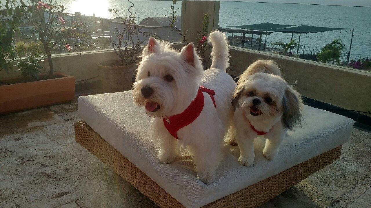 Photo of Outdoor in Downtown Puerto Vallarta