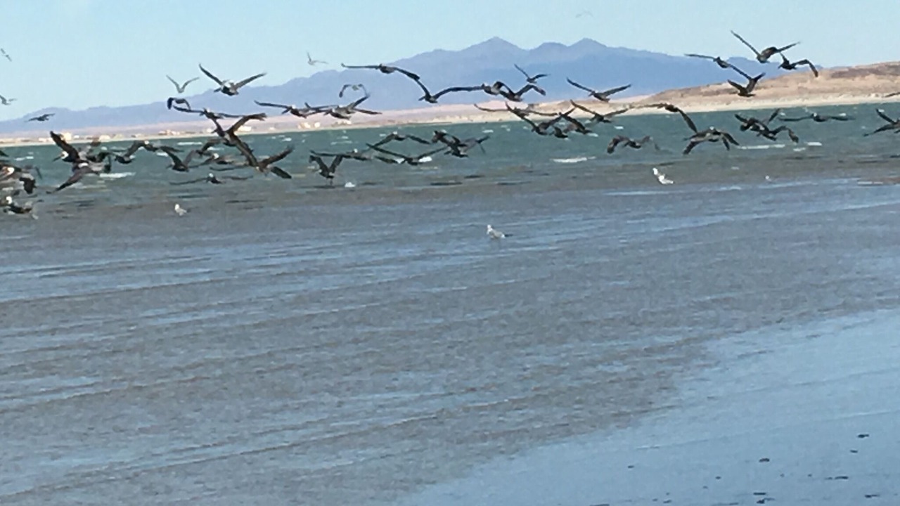 Photo of Others in Puerto Penasco