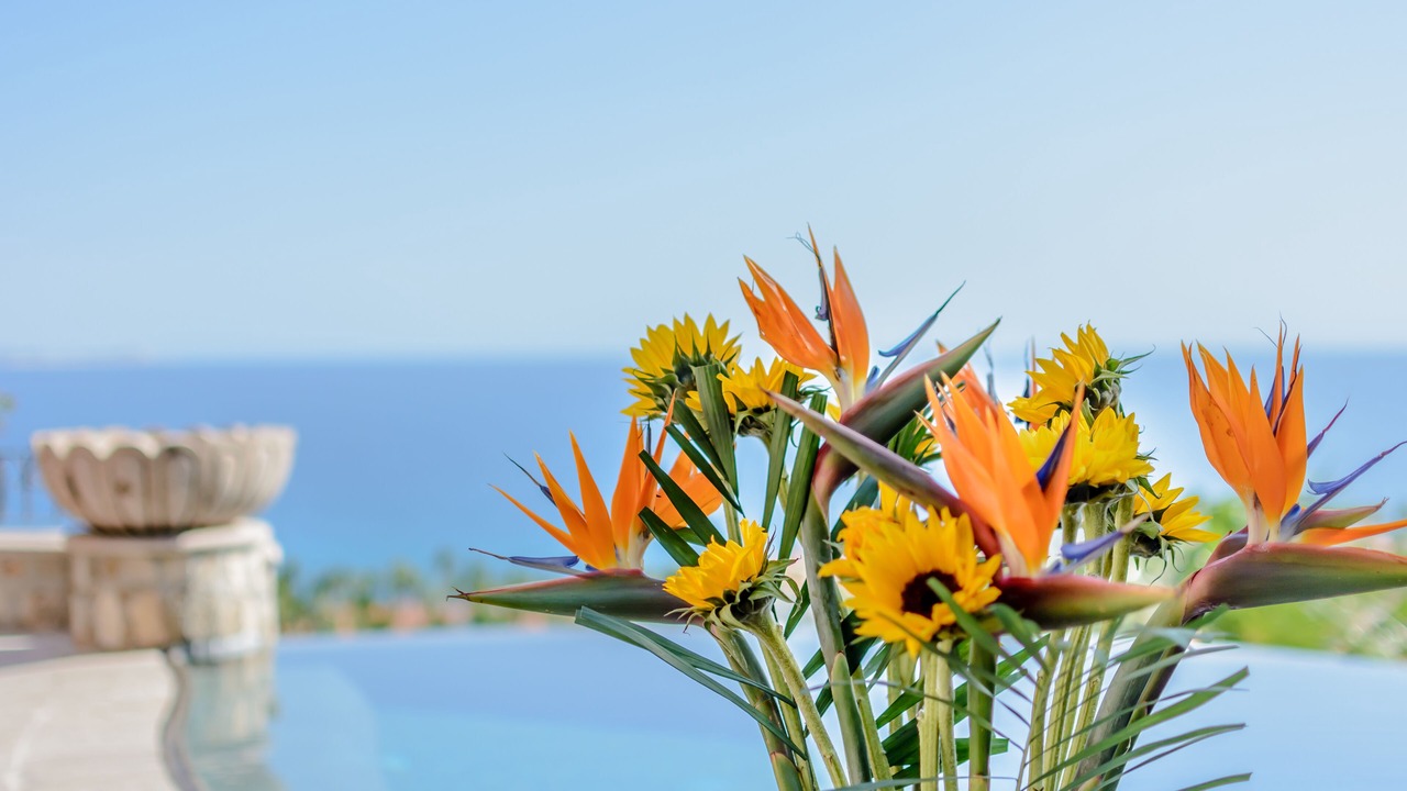 Photo of Others in Palmilla