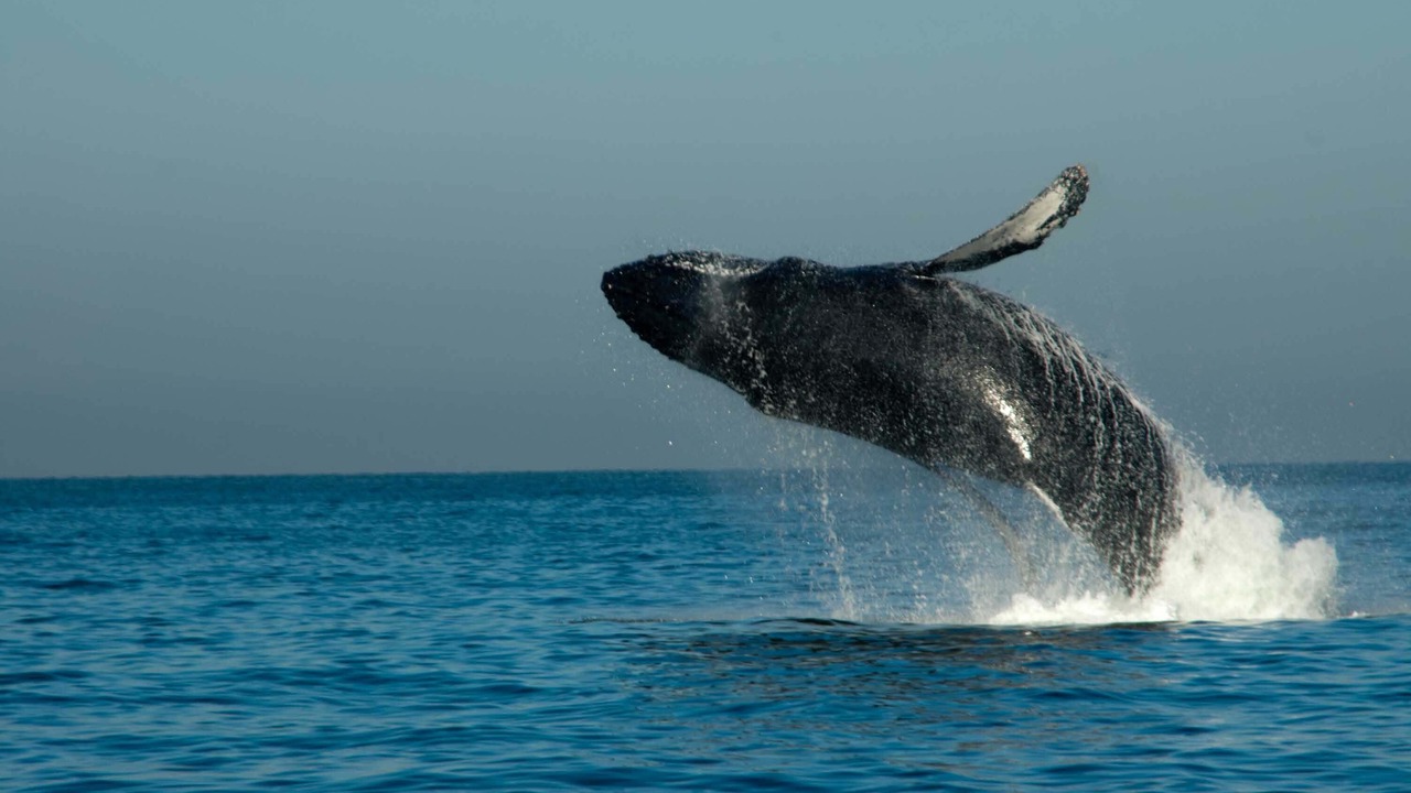 Photo of Others in Cabo San Lucas