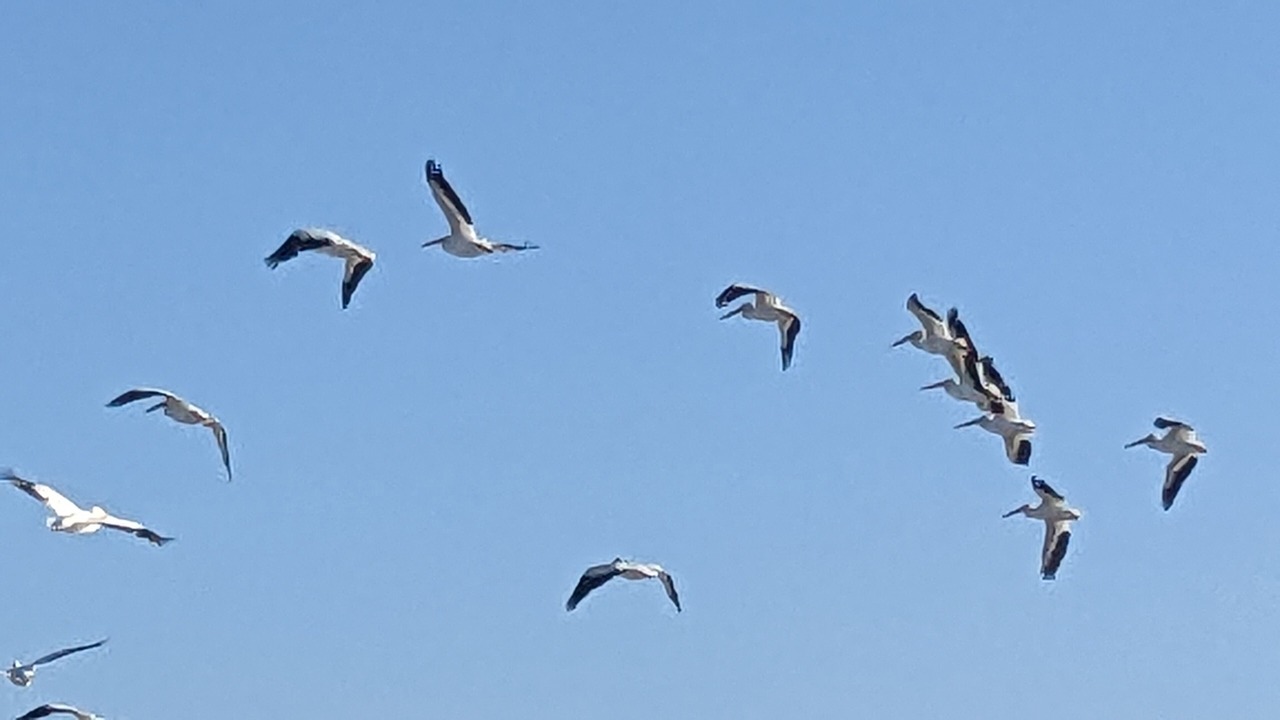 Photo of Others in Treasure Island