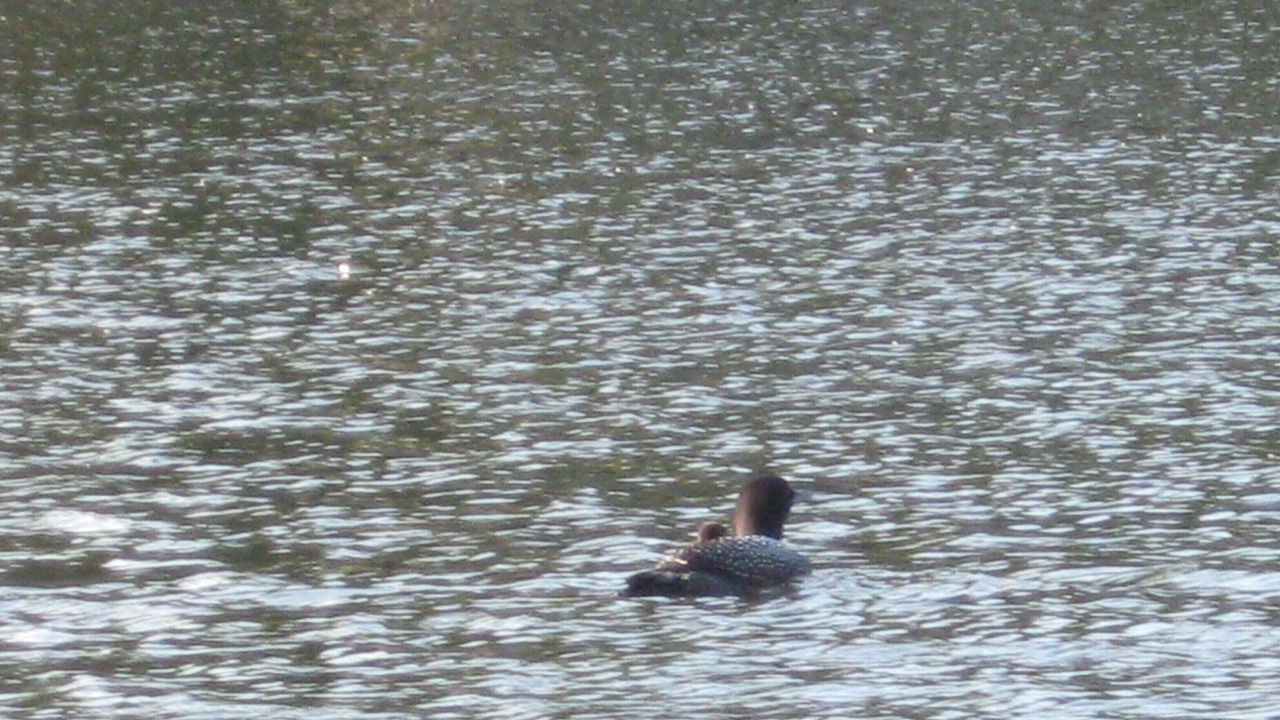 Photo of Others in Lake