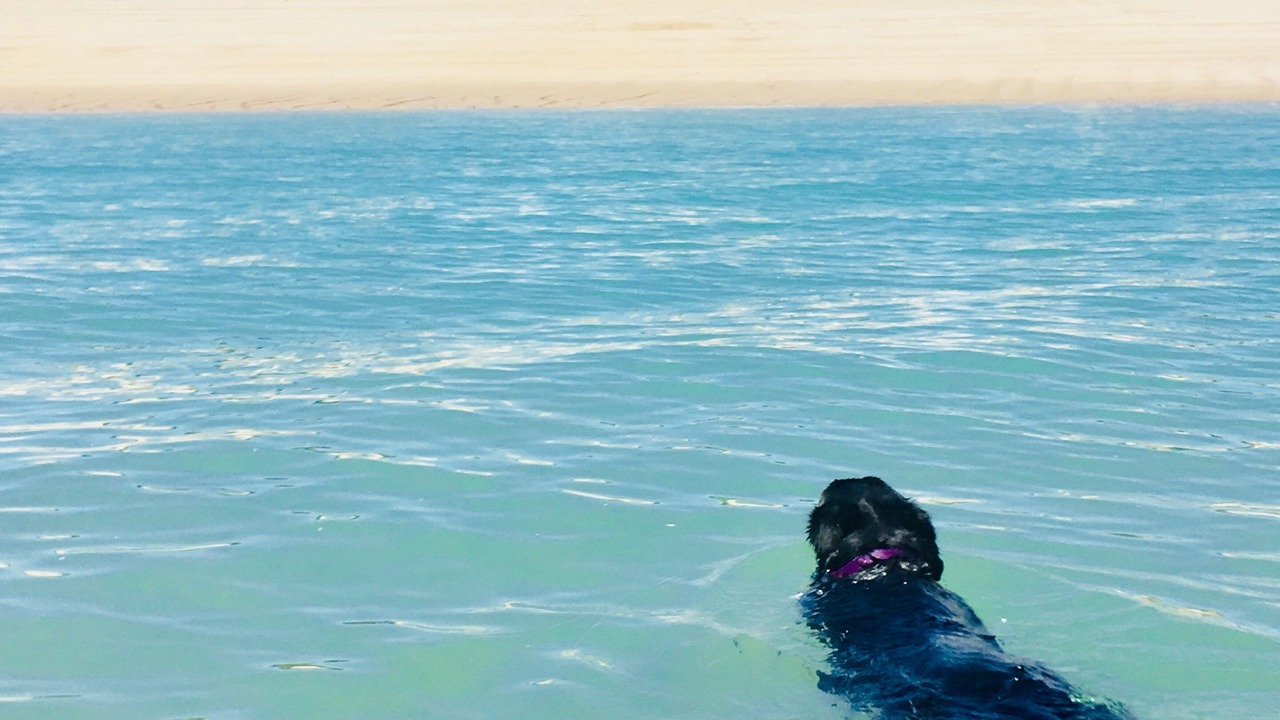 Photo of Others in San Felipe