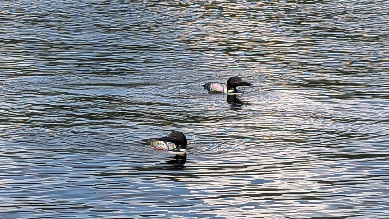 Photo of Others in Newcastle