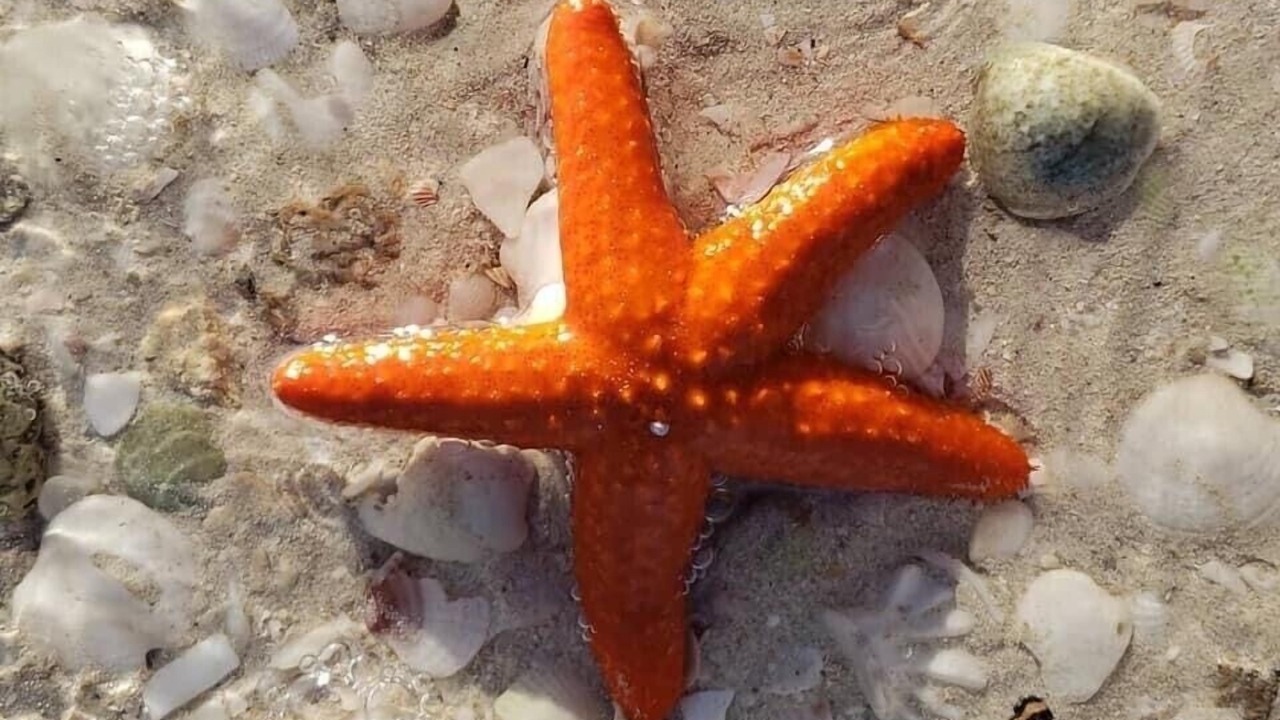 Photo of Others in Chicxulub Puerto