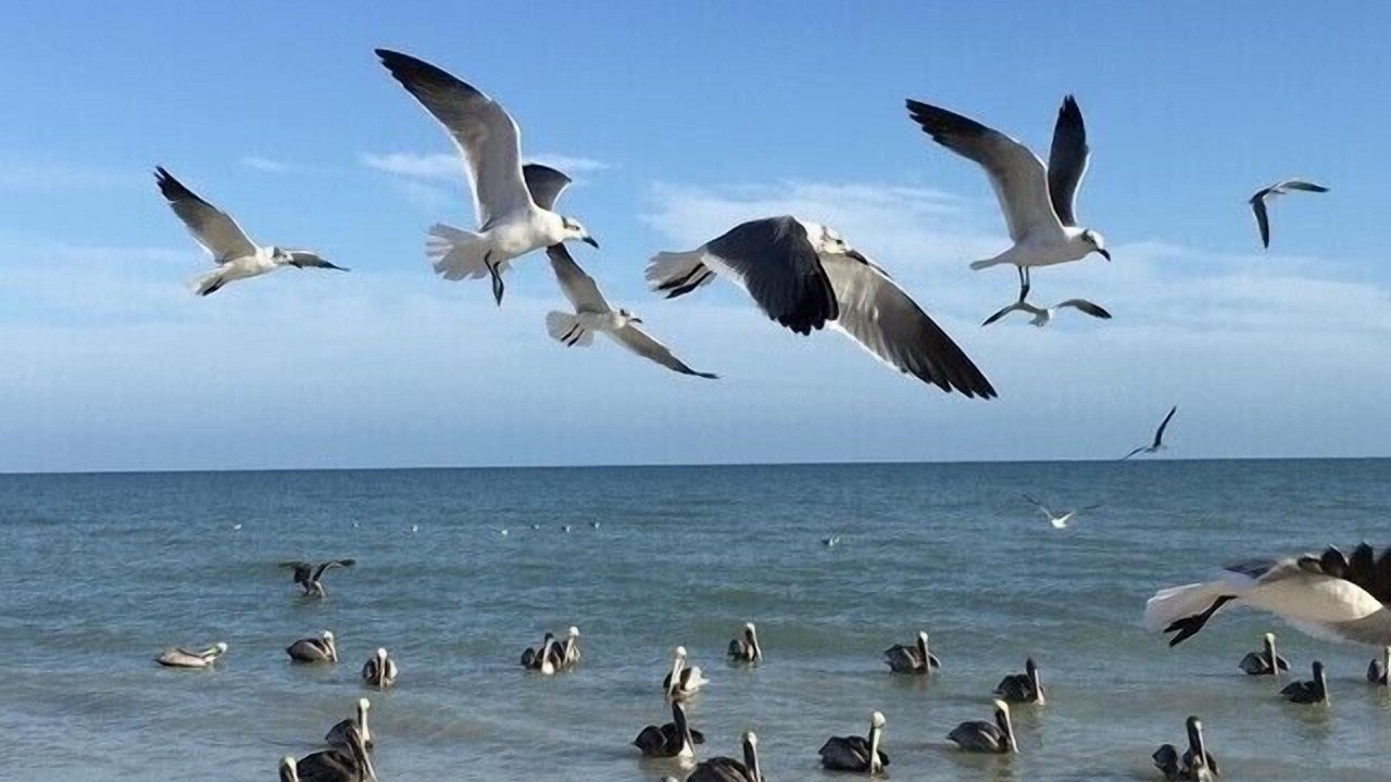 Photo of Others in Chicxulub Puerto