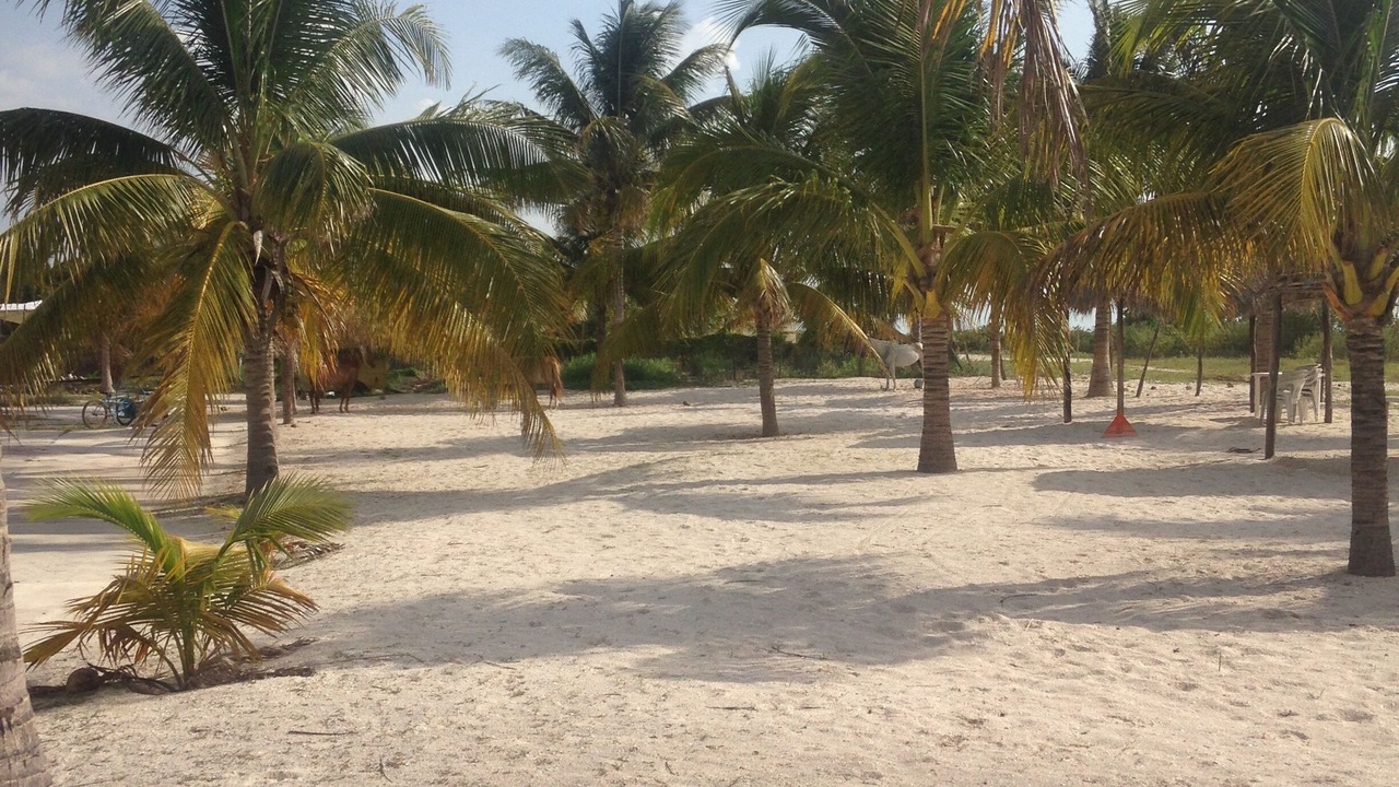 Photo of Others in Celestun