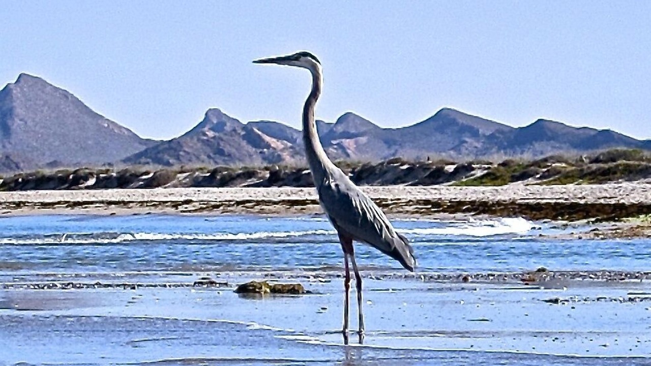 Photo of Others in San Carlos
