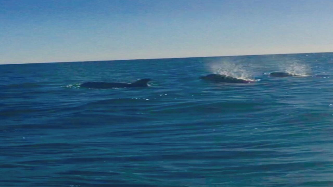 Photo of Others in Puerto Penasco