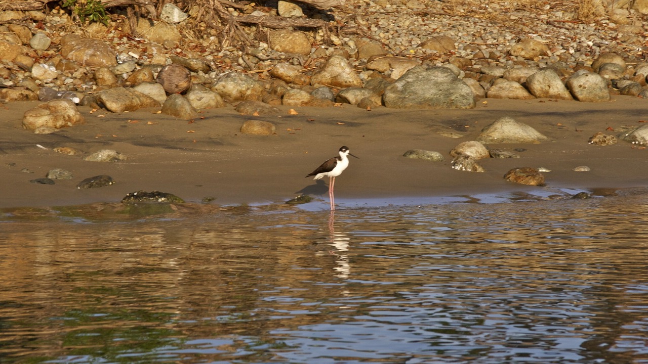 Photo of Others in Barra de Potosi