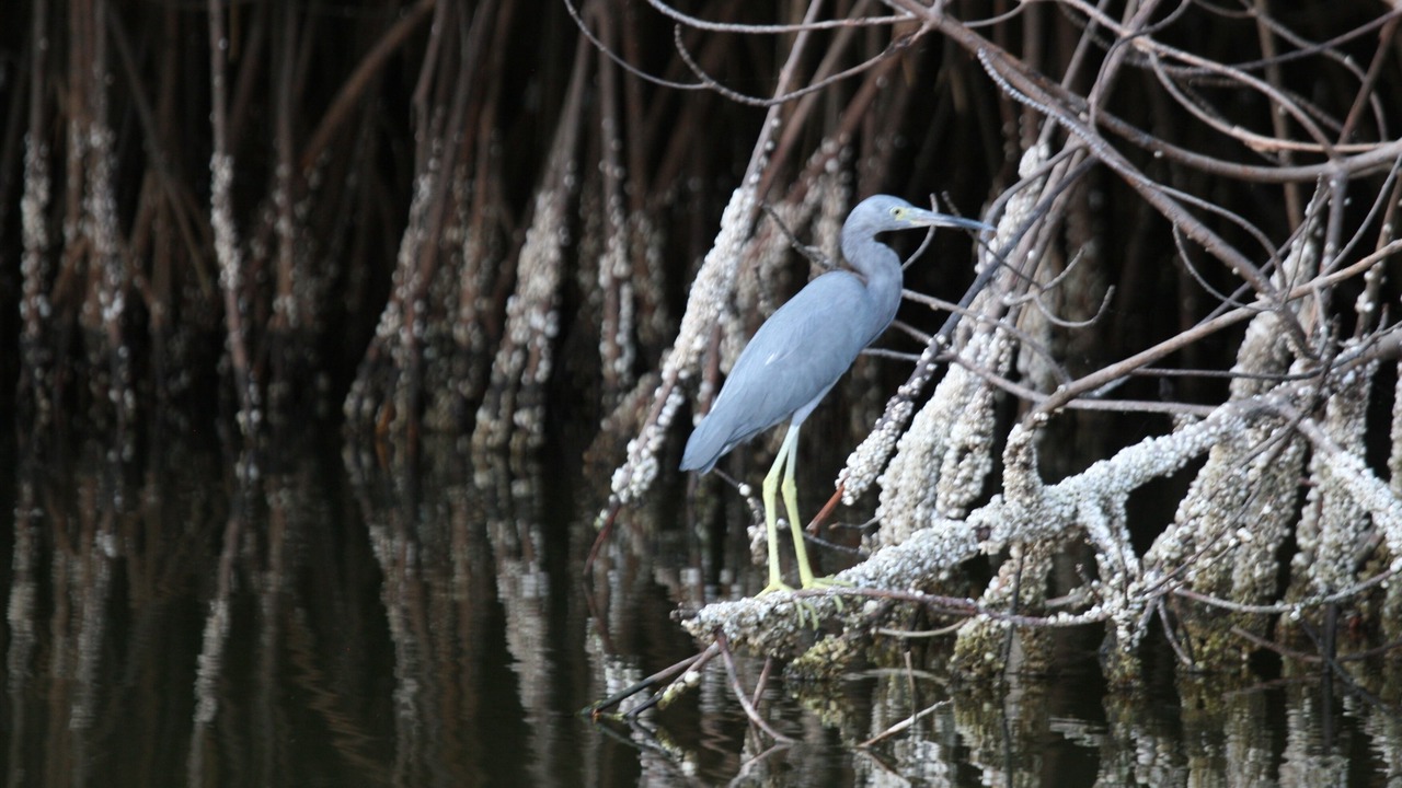 Photo of Others in Barra de Potosi