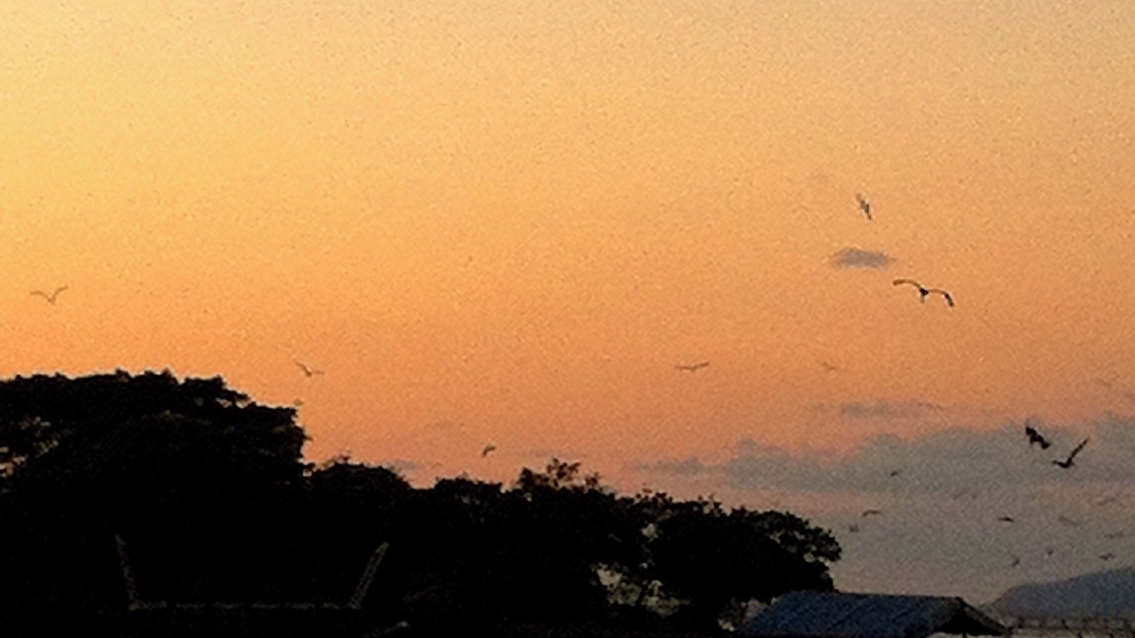 Photo of Others in Barra de Potosi