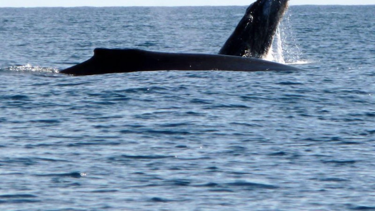 Photo of Others in Cabo Pulmo