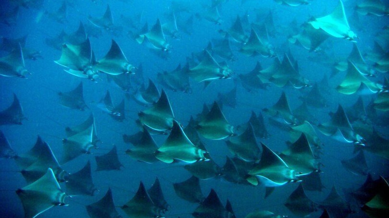 Photo of Others in Cabo Pulmo