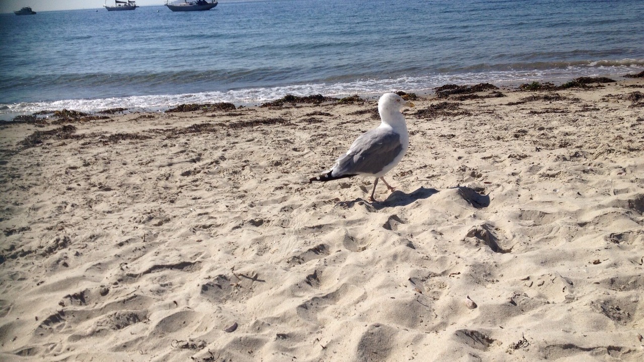 Photo of Others in Marblehead