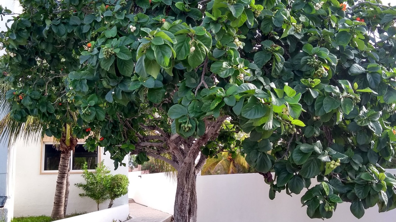 Photo of Outdoor in Progreso Municipality