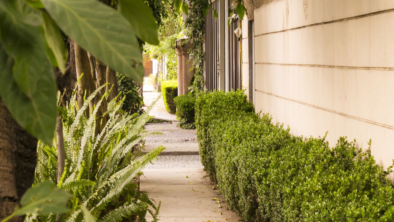 Photo of Outdoor in Coyoacan