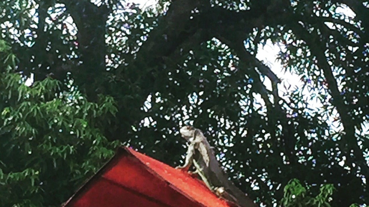 Photo of Others in Comalcalco