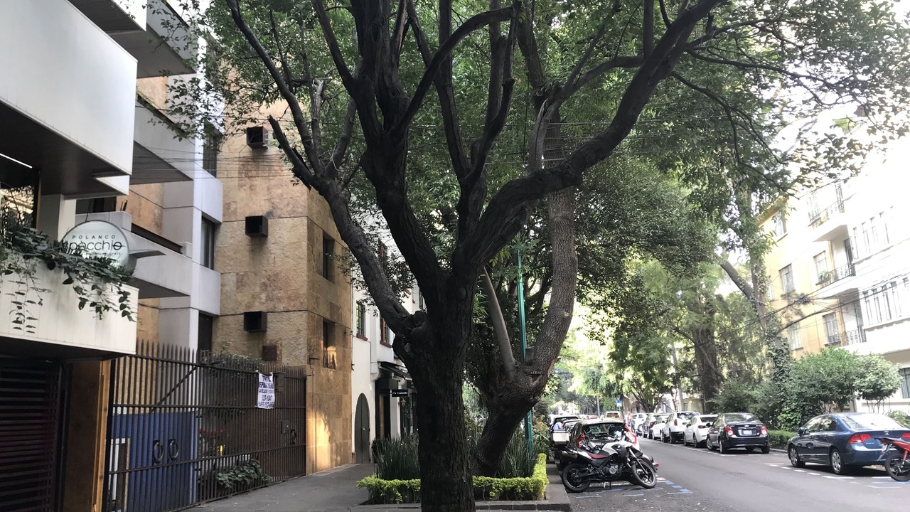 Photo of Outdoor in Polanco