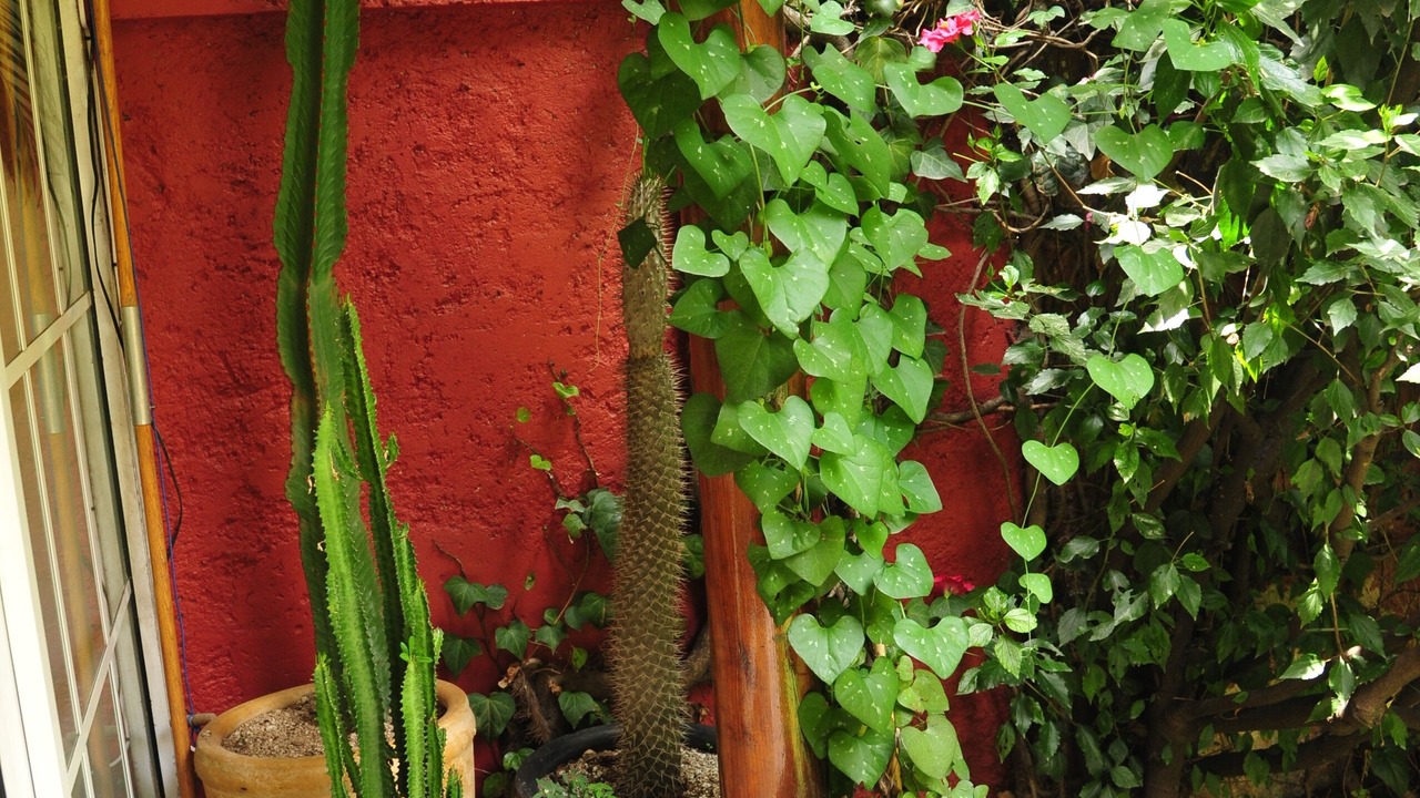 Photo of Outdoor in Colonia Cuauhtemoc