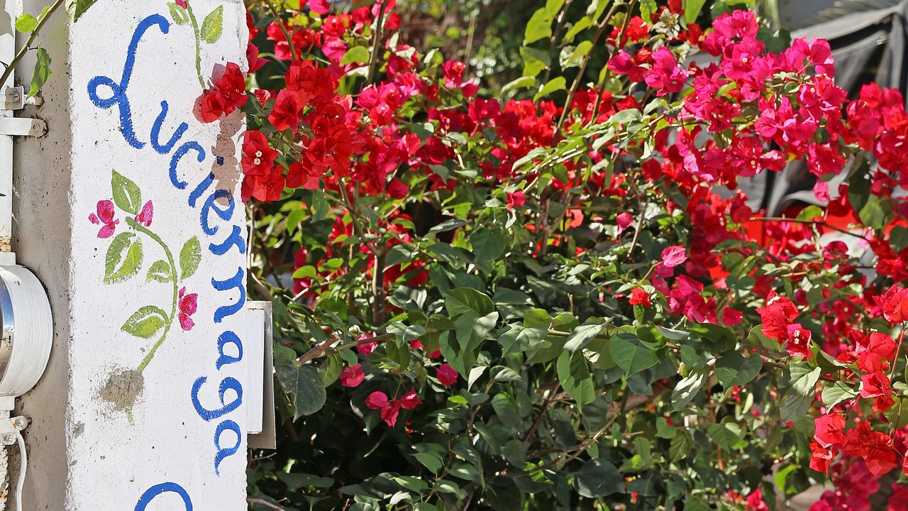 Photo of Outdoor in Sayulita