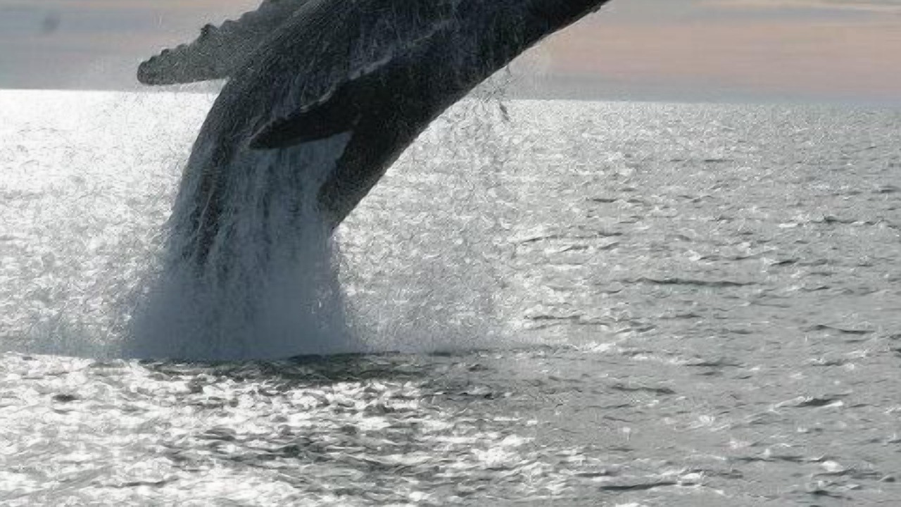 Photo of Others in Puerto Penasco