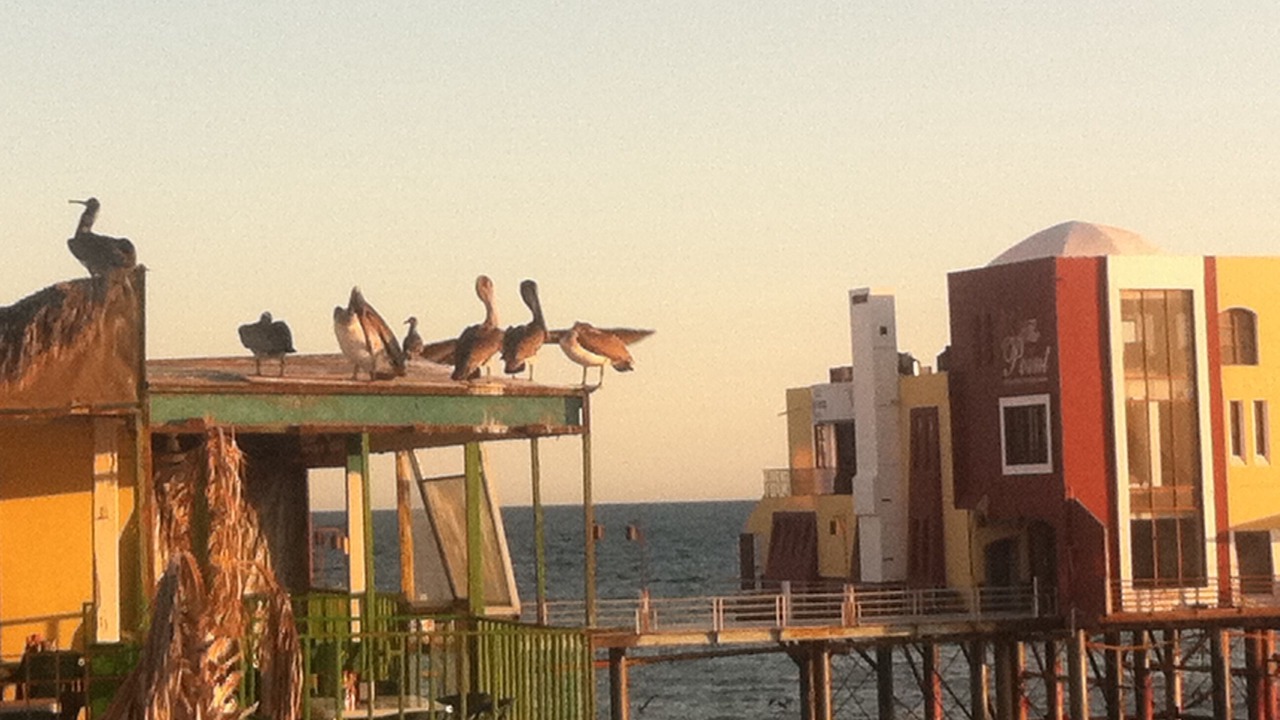 Photo of Others in Puerto Penasco