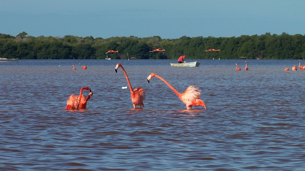 Photo of Others in Celestun