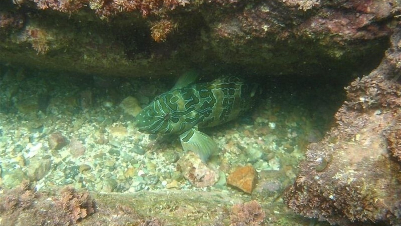 Photo of Others in San Carlos