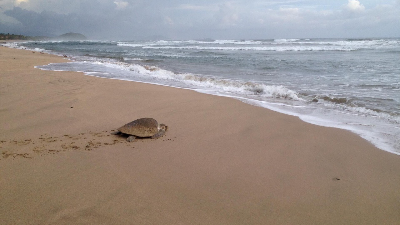 Photo of Others in Troncones