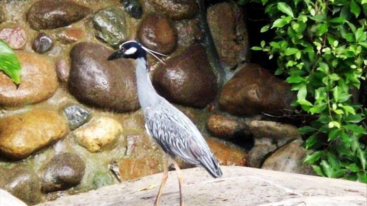 Photo of Others in Bucerias
