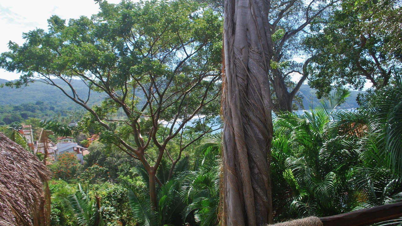 Photo of Others in Chacala