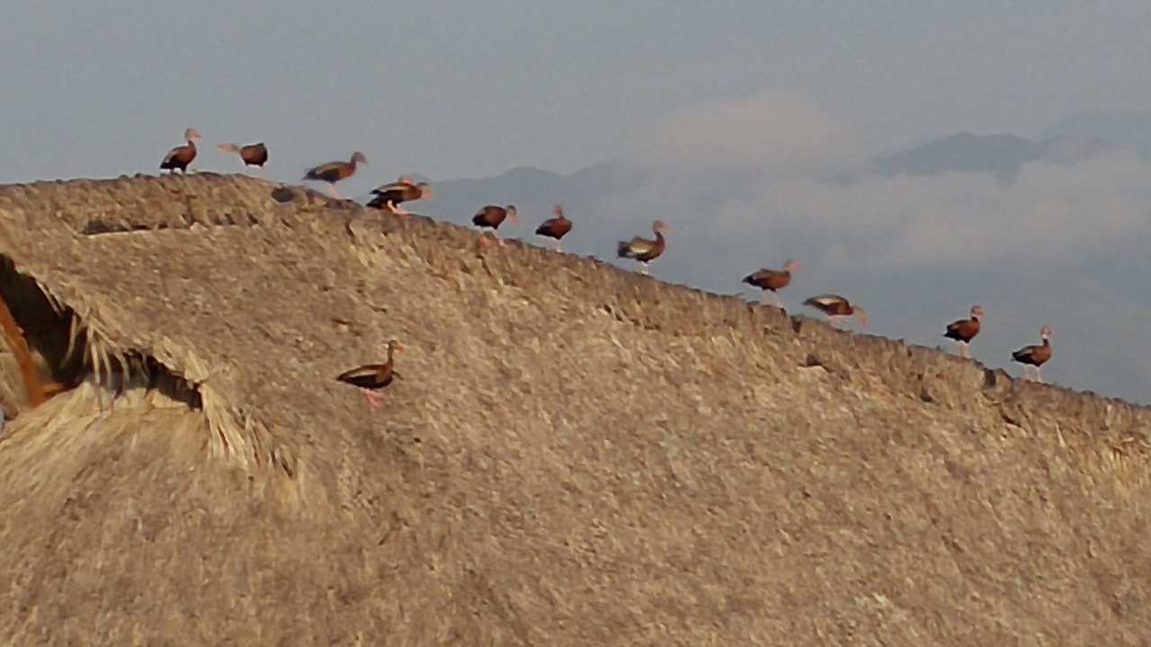 Photo of Others in Nuevo Vallarta